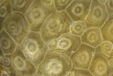 Polished Fossil Coral (Actinocyathus) - Morocco #128180-1